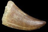 Mosasaur (Prognathodon) Tooth - Morocco #101010-1